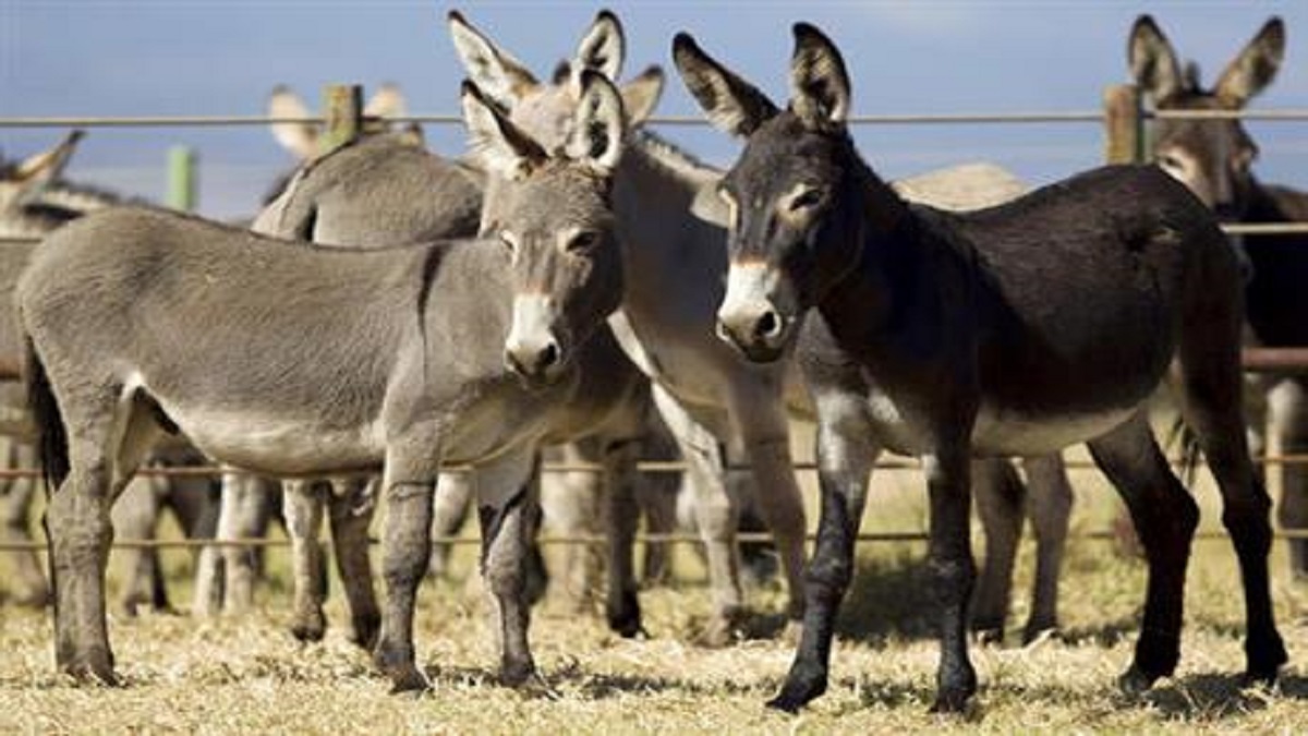 Punjab sets up first donkey form as KP fails to sign MoU with China