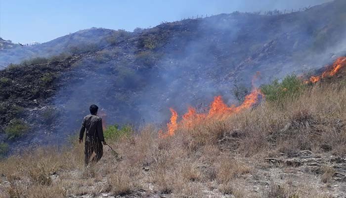 Fires decimate 815 acres of forest in KP: Assembly told