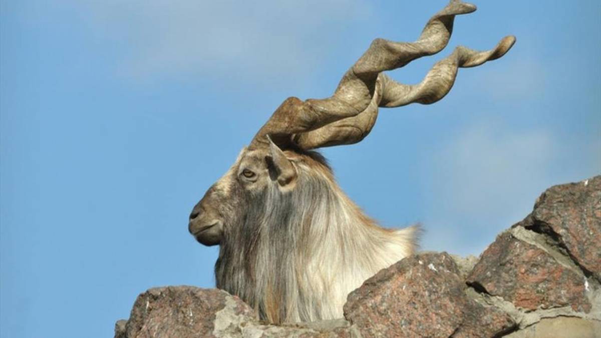 Vanishing wildlife: 868 markhors disappeared 'mysteriously' in Chitral