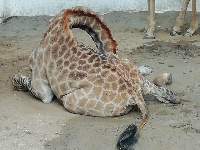 Court grills officials for giraffes' deaths at Peshawar zoo