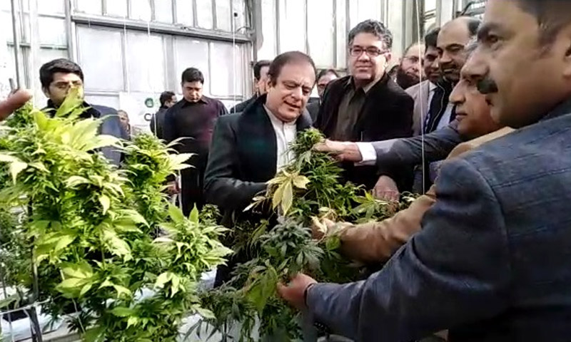 Minister inaugurates first 'bhang harvest' in Rawalpindi