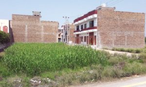 Housing boom: Mills in KP face sugarcane shortage