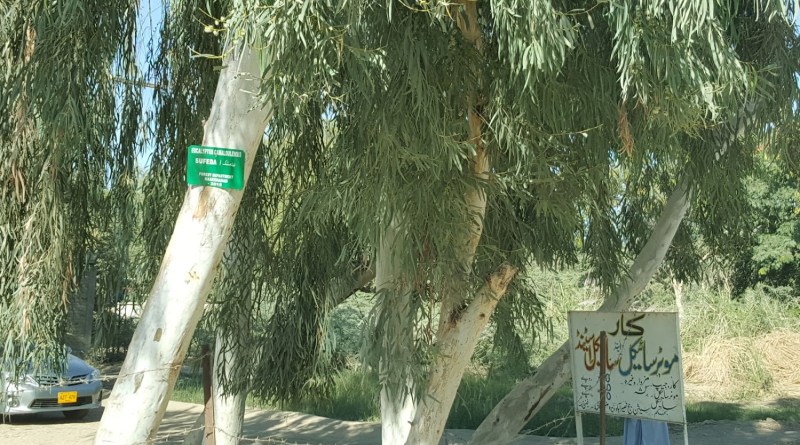  PHC seeks removal of eucalyptus from Malakand