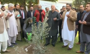 KP to plant 100mn saplings in spring plantation drive