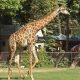 Another giraffe dies at Lahore Zoo