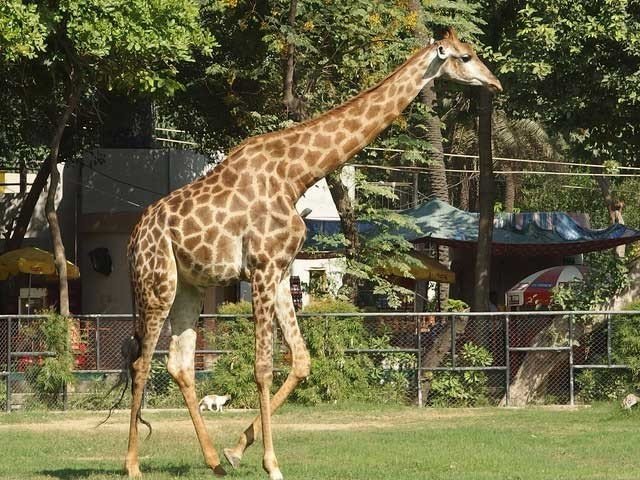 Another giraffe dies at Lahore Zoo