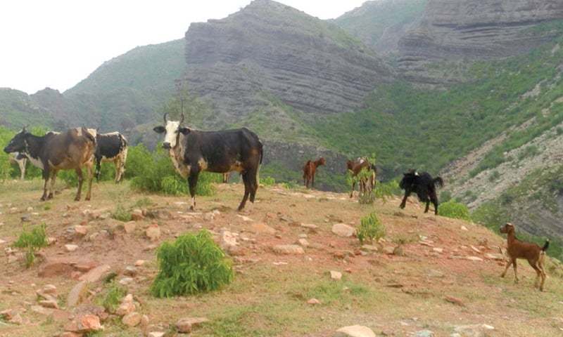 Balochistan: Young shepherds strangled to death