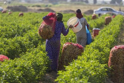 Egypt's small farms