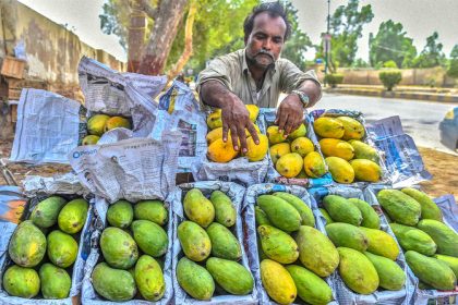 Pakistan’s prized mango