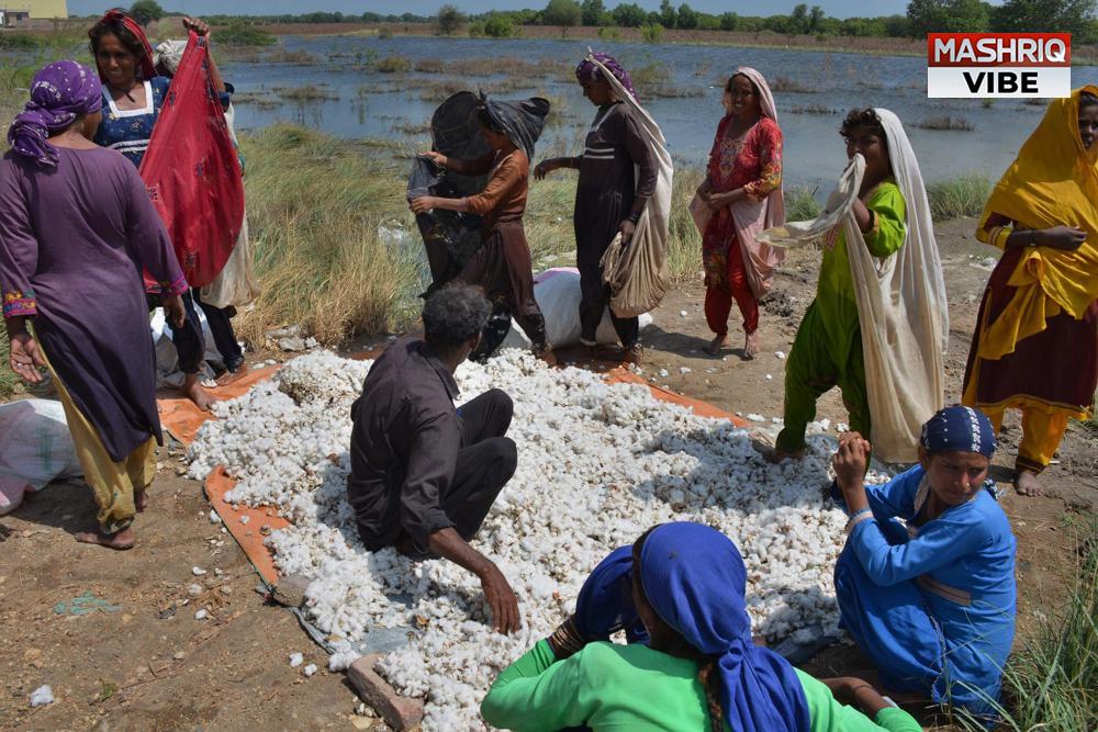 Pakistan floods raise fears of hunger after crops wrecked