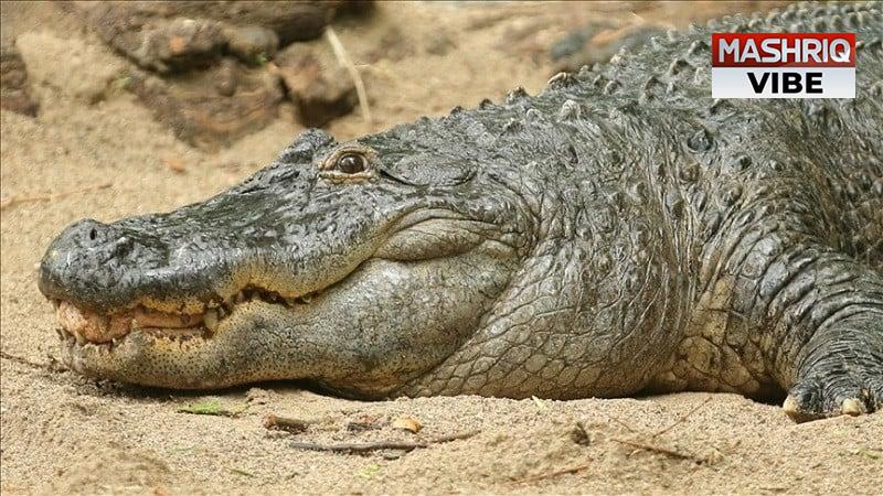 Pakistan’s Marsh Crocodiles in the Throes of Climate Change