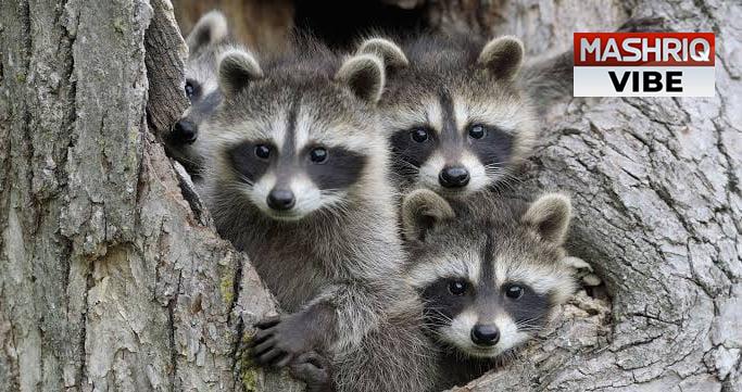 Raccoons Wreak Havoc in Japan, Pose Threat to Economy and Environment