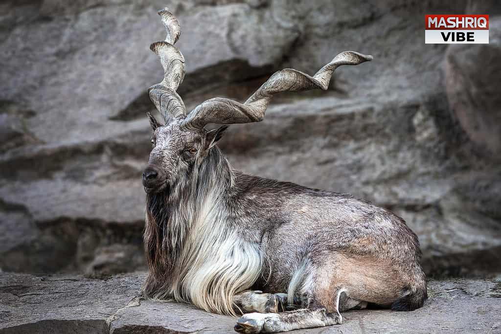 UNGA declares May 24 as int’l day of Markhor, Pakistan’s national animal