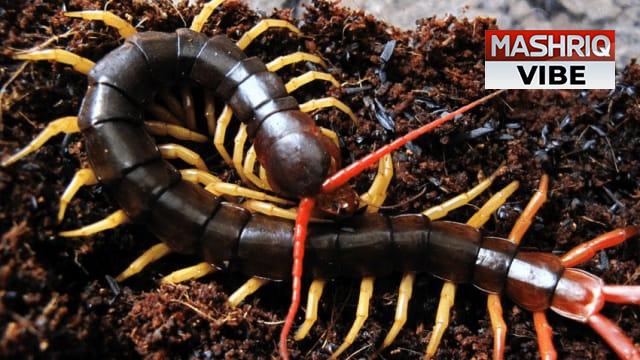 Venomous Centipede Venom: A Potential Breakthrough in Kidney Disease Treatment