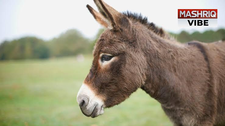 Rising Demand for Donkey Hides for Cosmetics Production in China Causes Prices to Soar in Pakistan