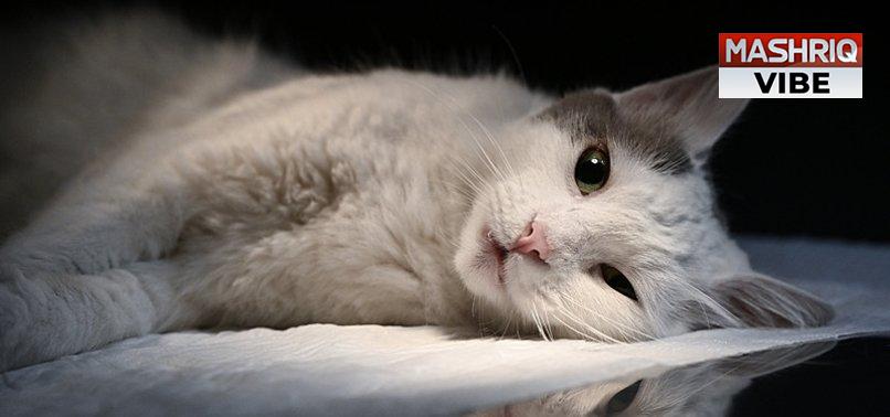 Stem cell therapy brings new hope to cat at risk of blindness